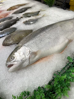 a group of fish
