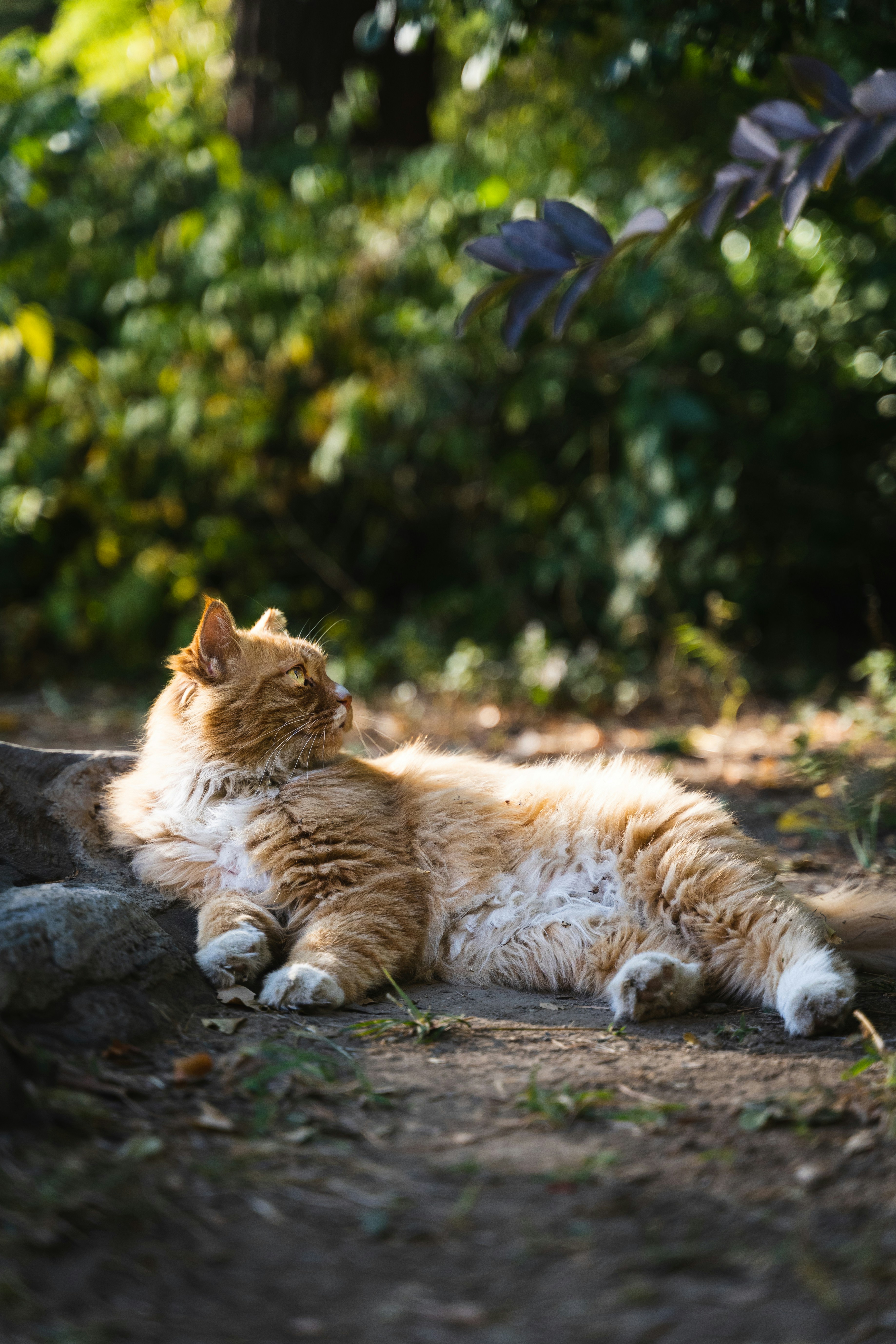 a cat lying on the ground