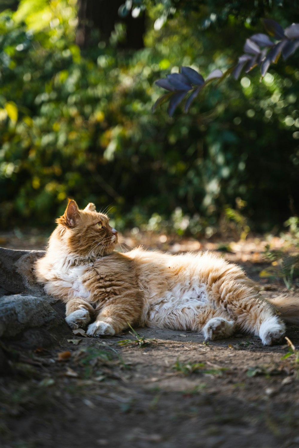 un gatto sdraiato a terra