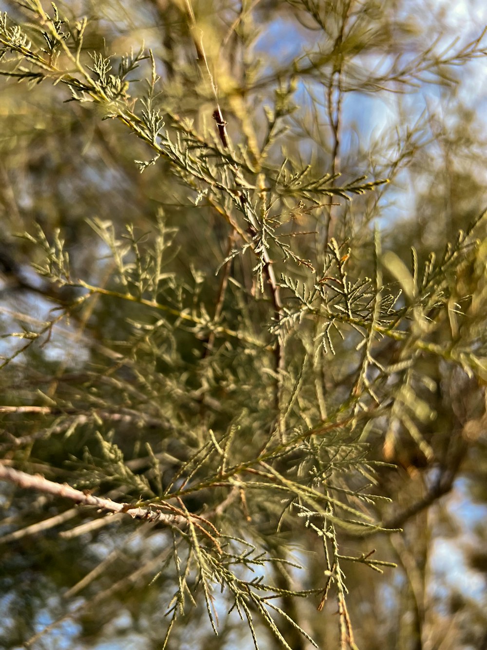 a close up of a tree