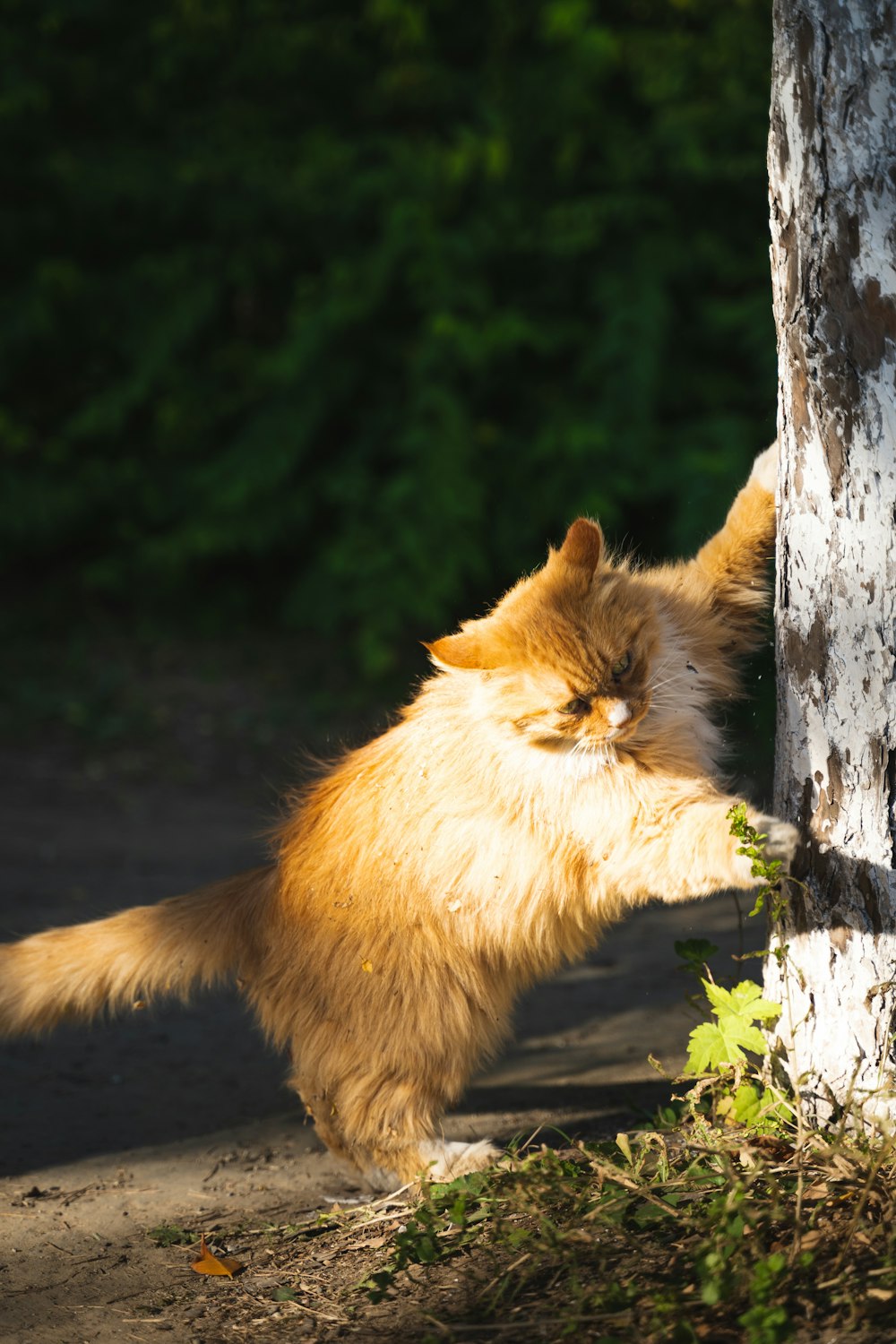 Un gato parado en un árbol