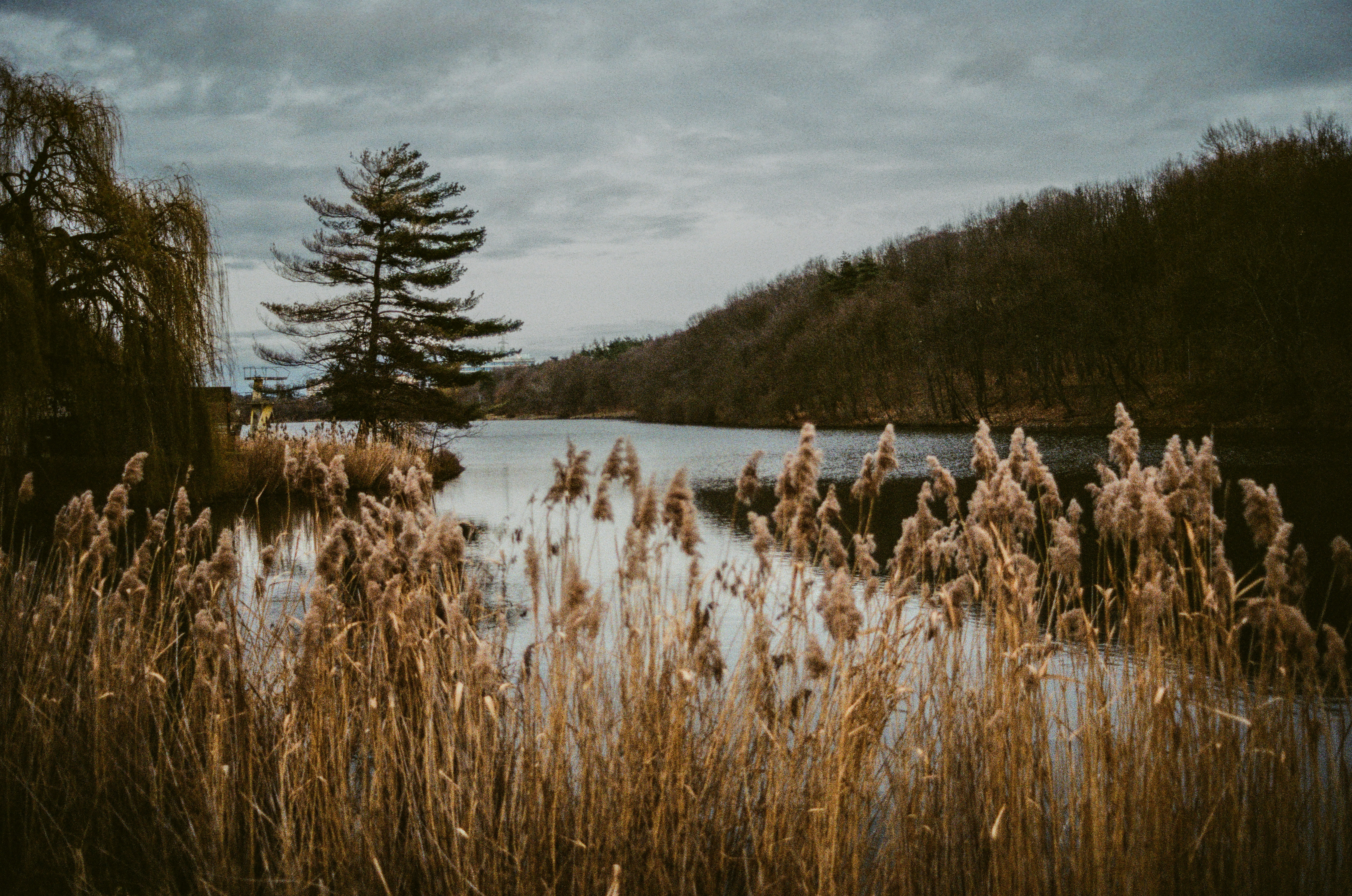 a group of birds in a marsh