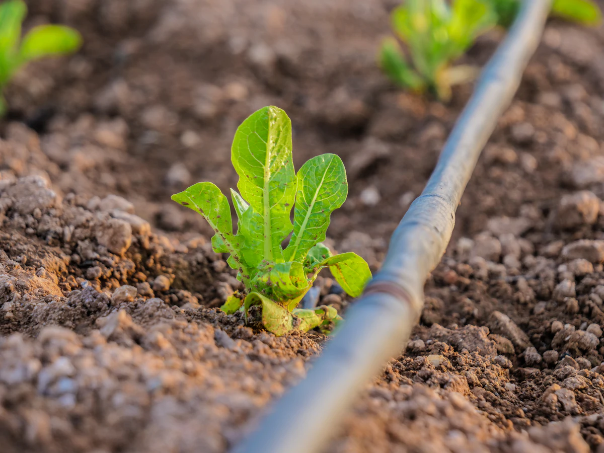 Drip irrigation network
