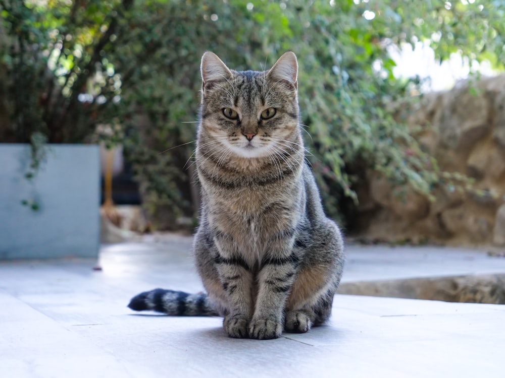 a cat sitting on a concrete surface