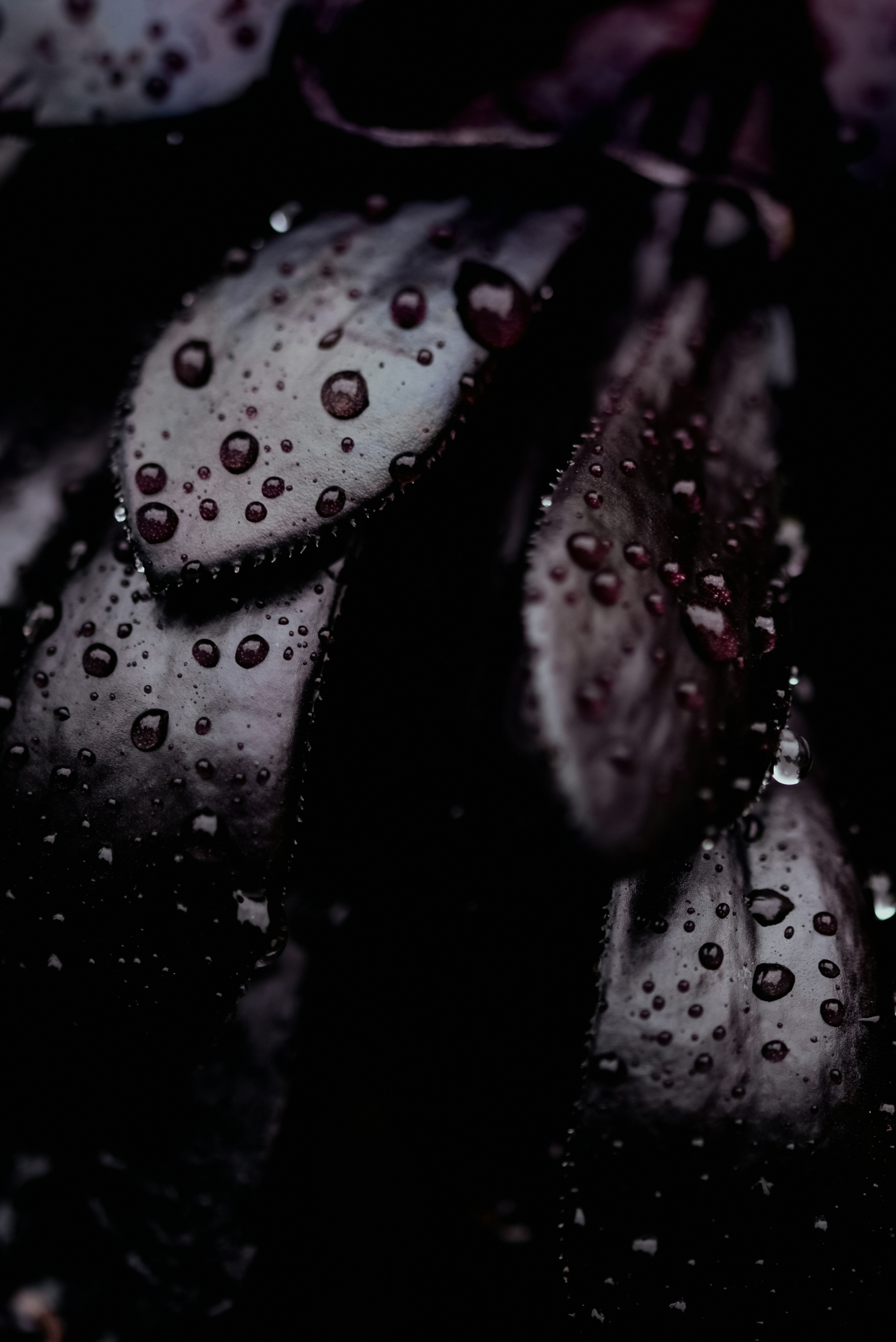 Photo by lauraadaiphoto