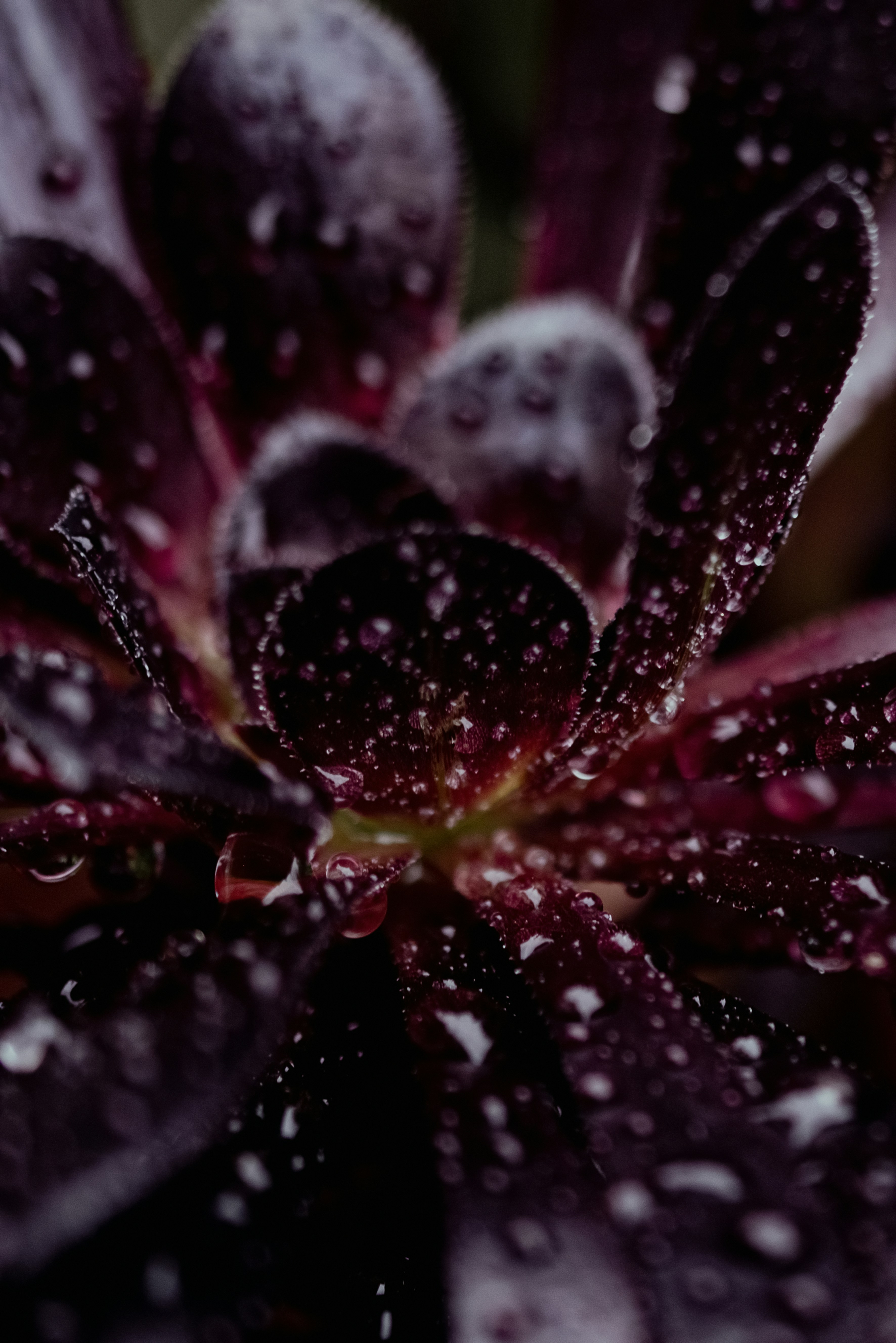 Photo by lauraadaiphoto