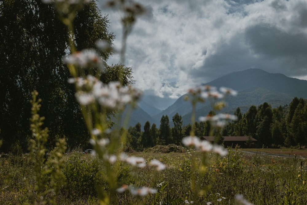 a field of flowers with trees and mountains in the background