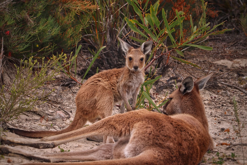 a group of animals lying on the ground