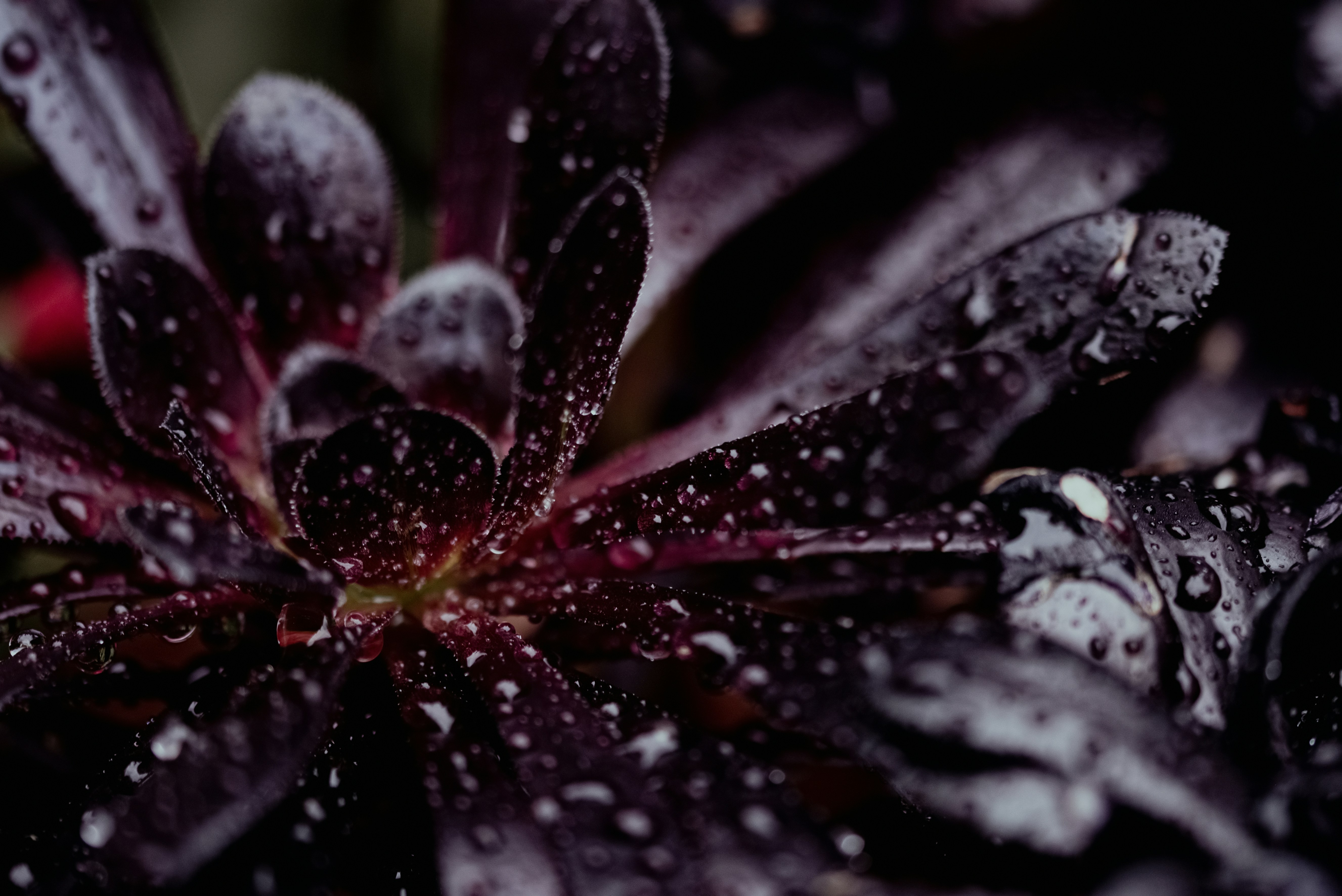 Photo by lauraadaiphoto