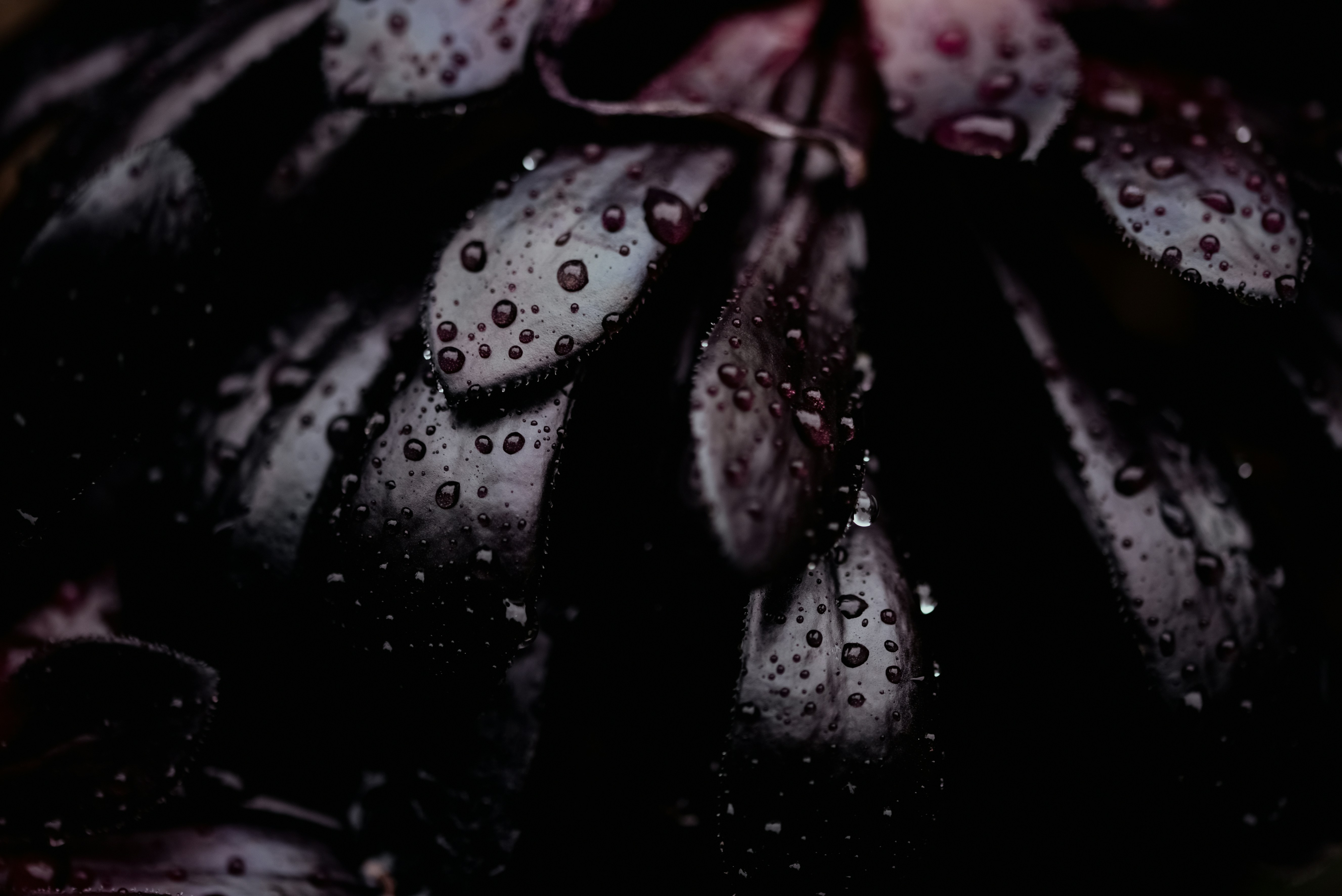 Photo by lauraadaiphoto