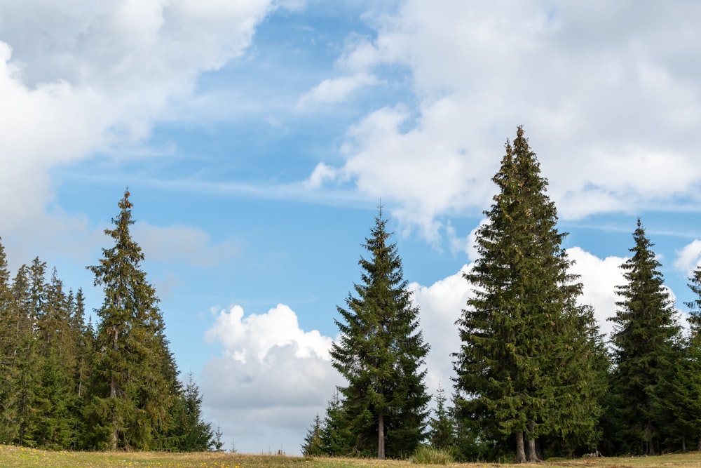 a group of trees