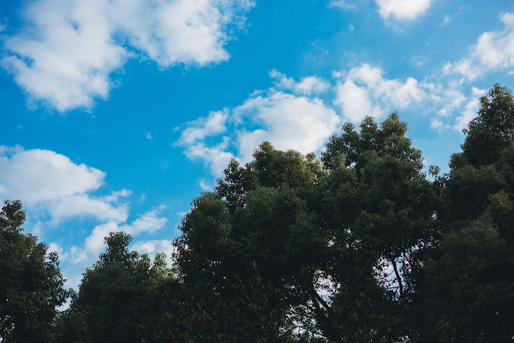 trees under a blue sky