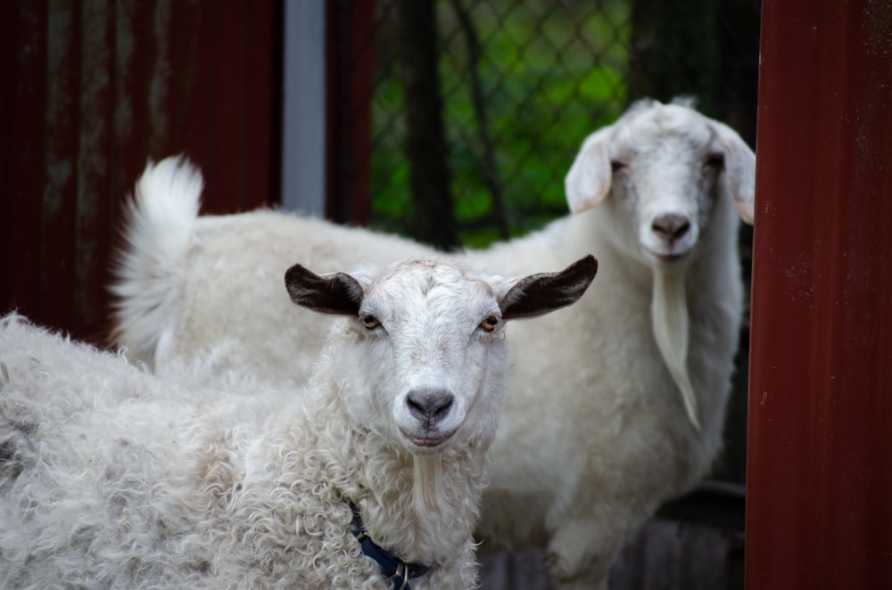 a couple of white goats