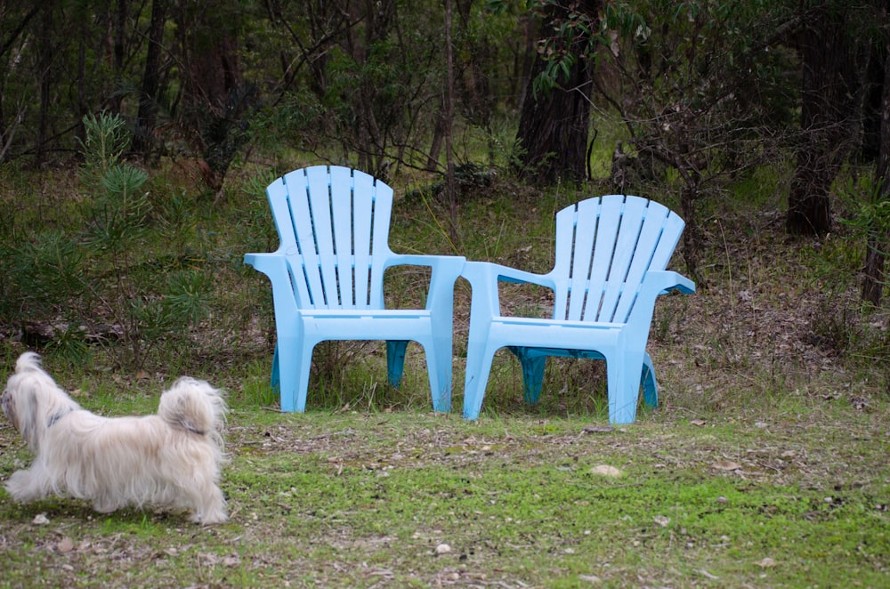 a dog looking at a group of chairs in a yard