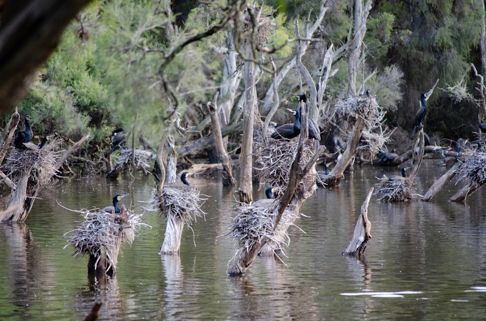 a group of birds in a pond