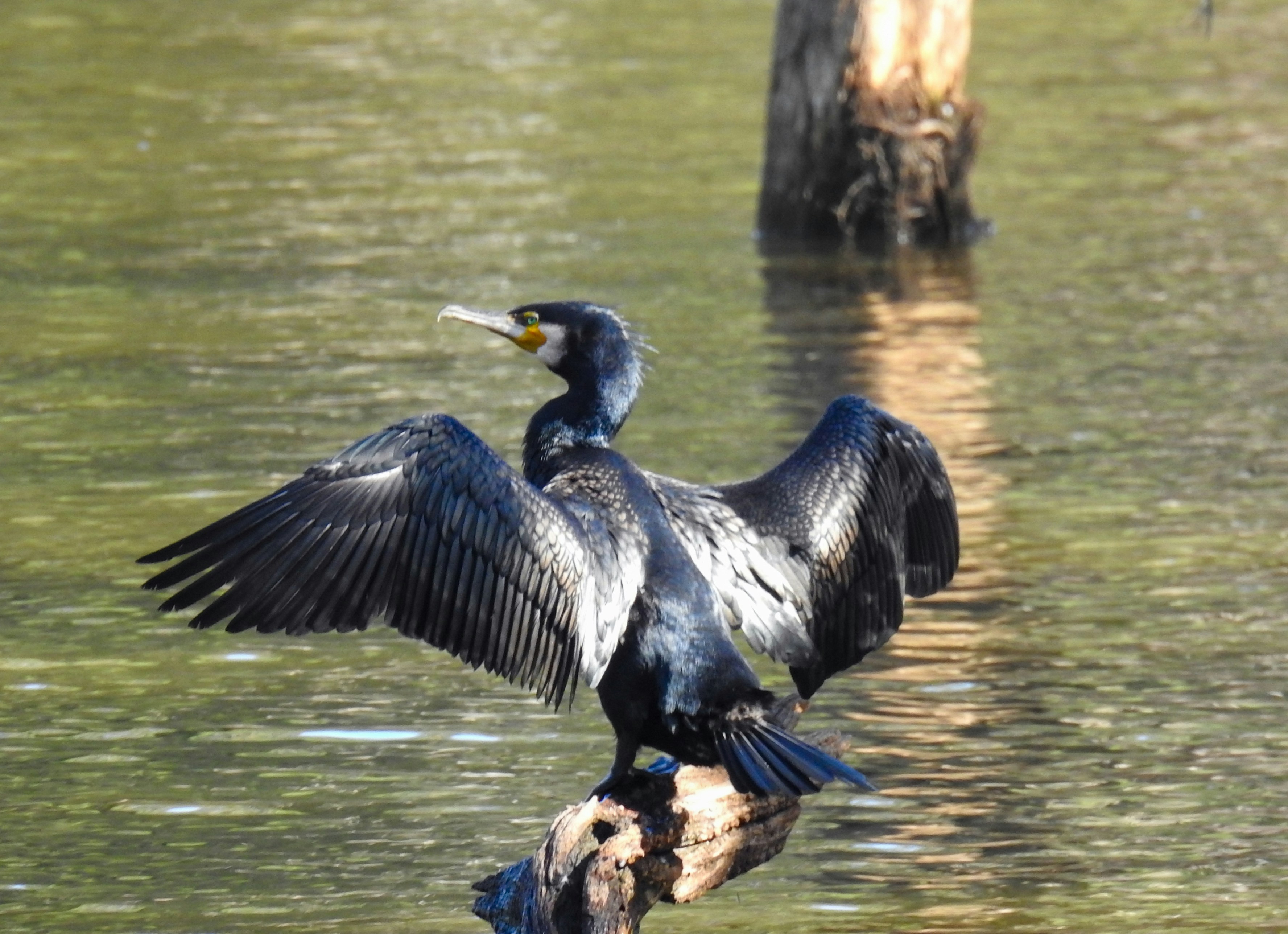 Photo by debbieducic