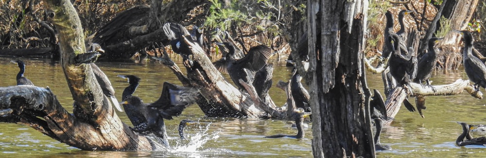 a group of birds on a tree branch in a river