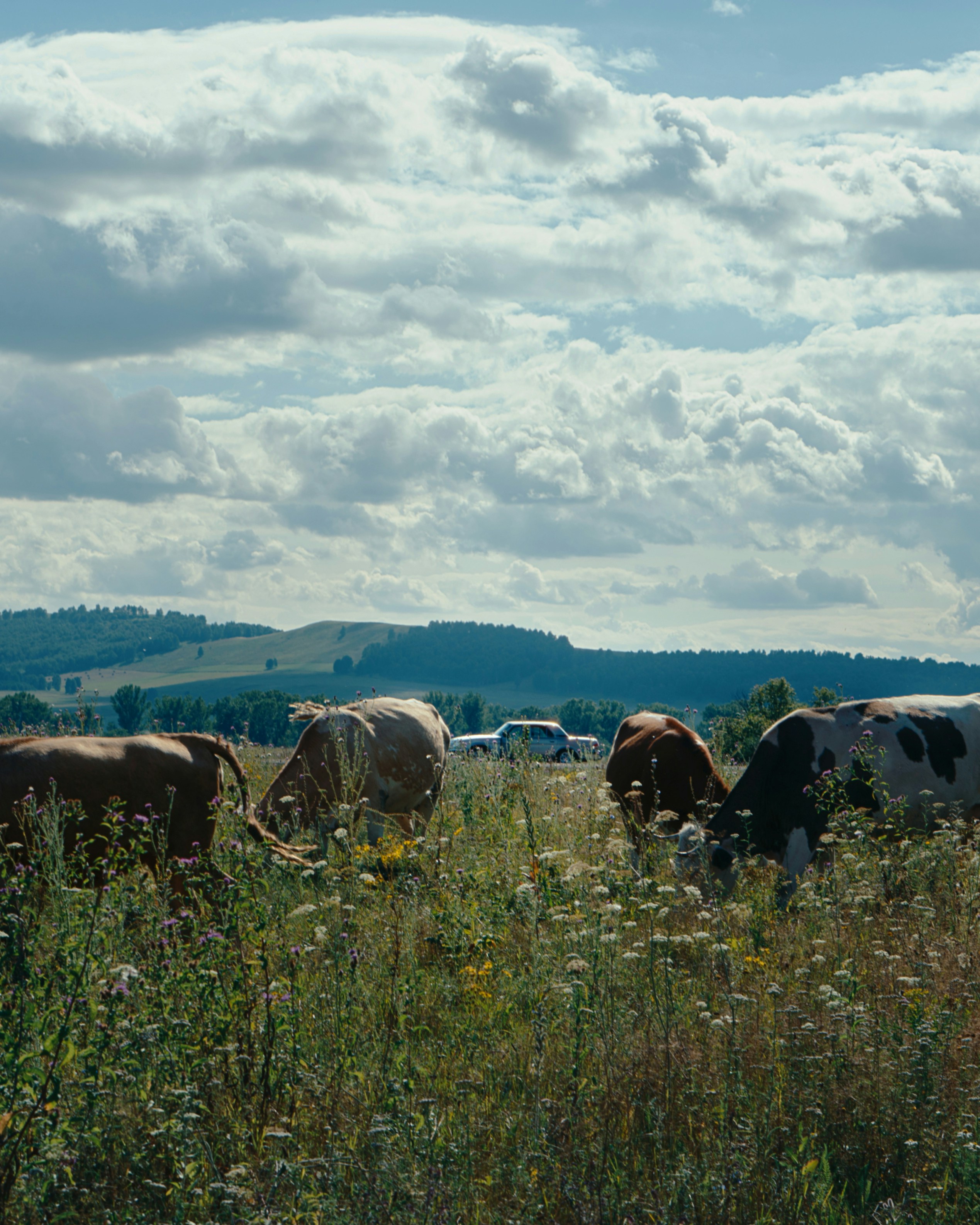 Un gruppo di mucche al pascolo in un campo