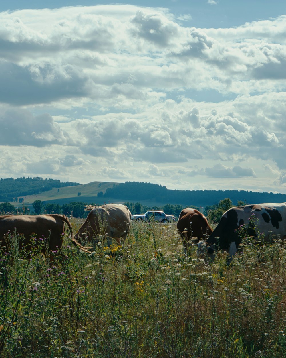 a group of cows grazing in a field