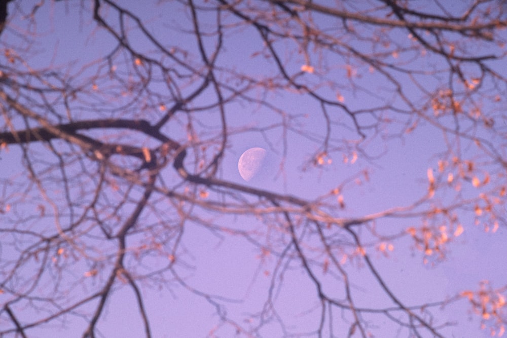 a tree with pink leaves