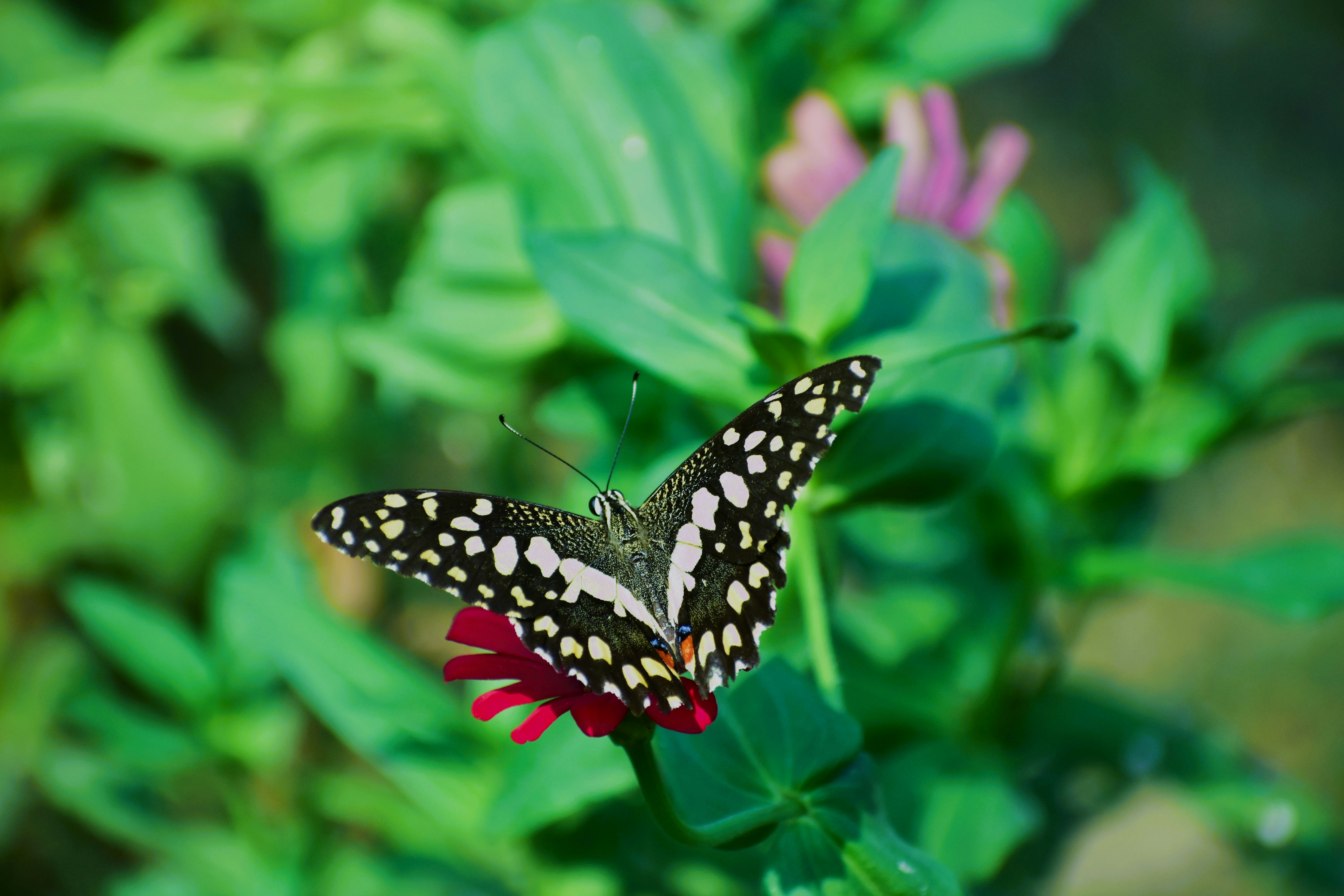 Photo by abhishek008