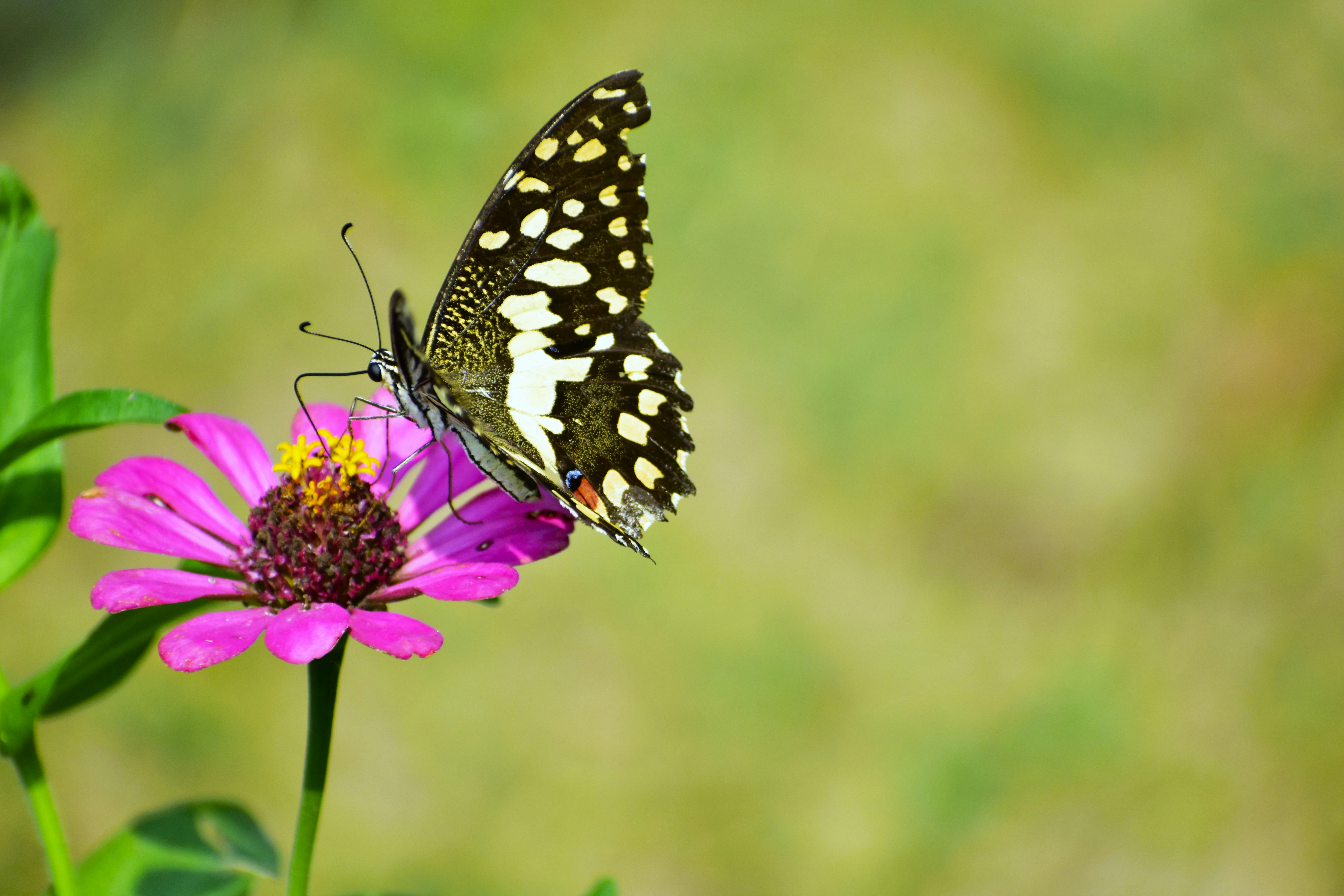 Photo by abhishek008