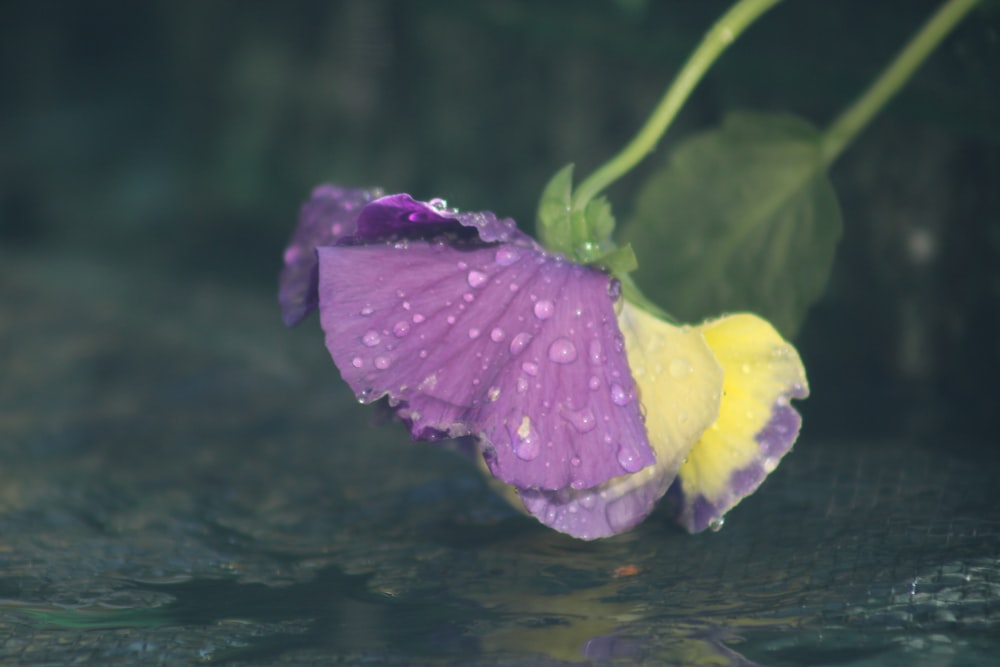 une fleur violette avec des gouttelettes d’eau dessus