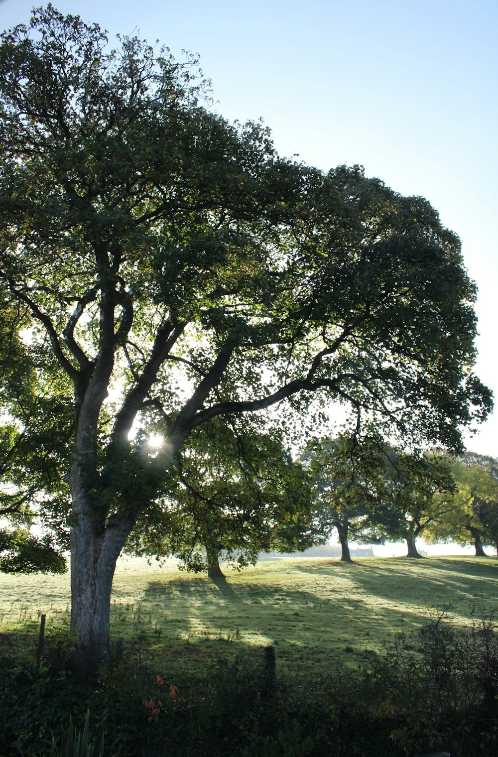 a tree in a field