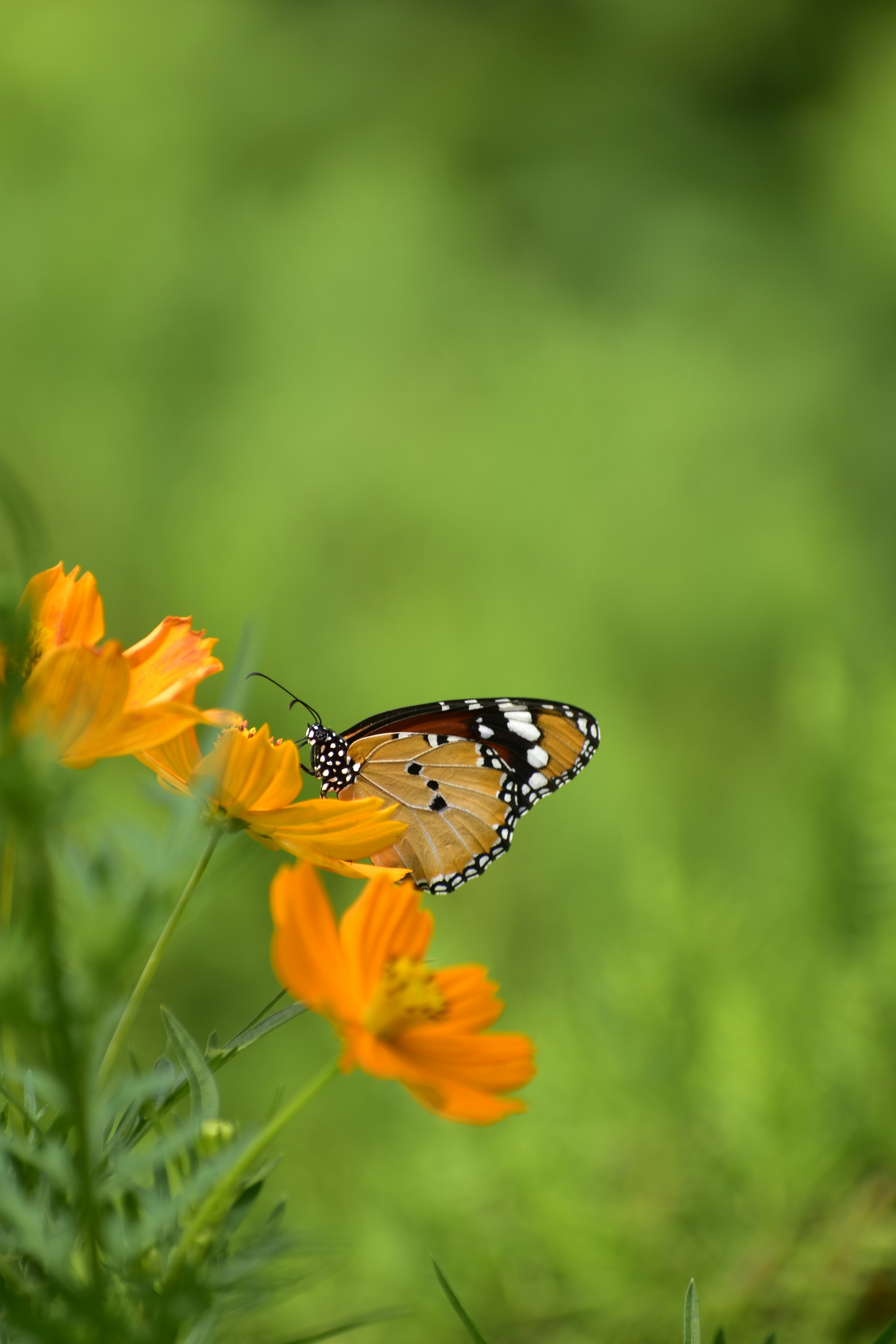 Photo by abhishek008