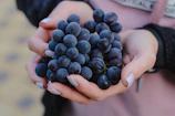 a person holding a bunch of blueberries