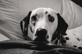 A cozy scene of a small Dalmatian puppy resting on a soft blanket indoors.