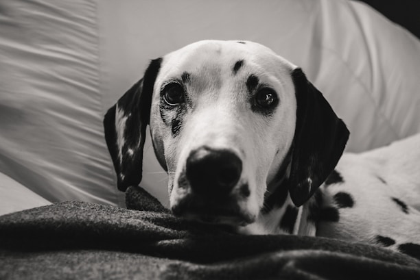 A cozy scene of a small Dalmatian puppy resting on a soft blanket indoors.