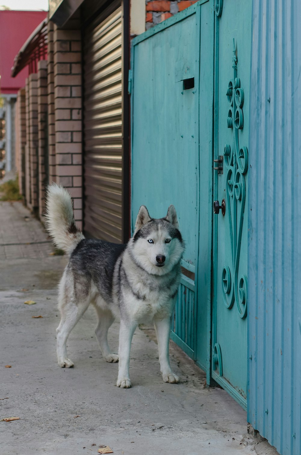 a dog standing outside a blue door
