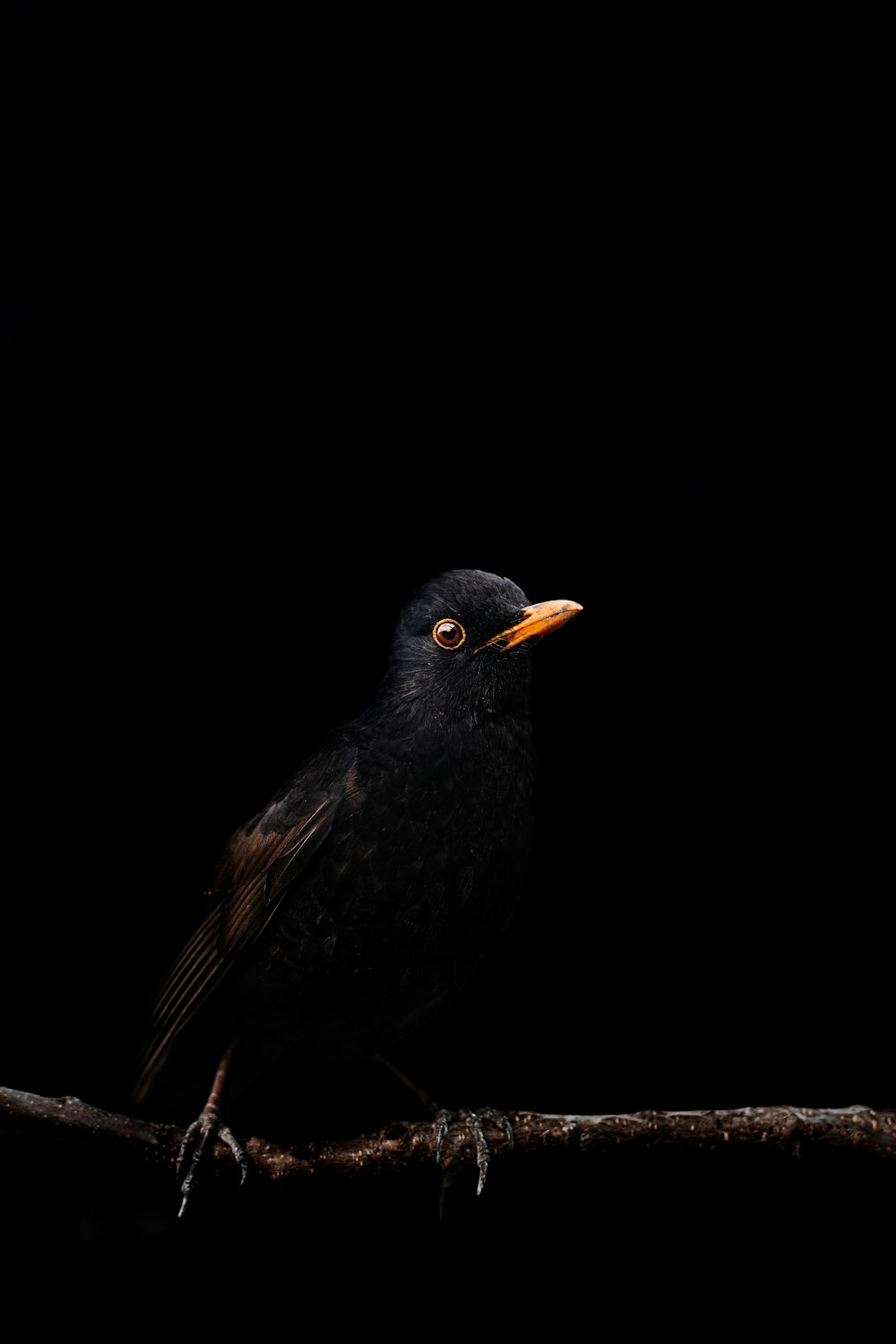 a bird on a branch