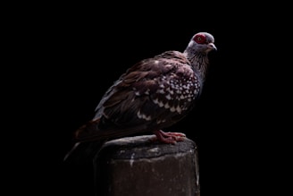 A pigeon with a distinctive red eye and speckled feathers perched on a cylindrical object against a dark background. The bird's feathers display a mix of brown, white, and iridescent shades.