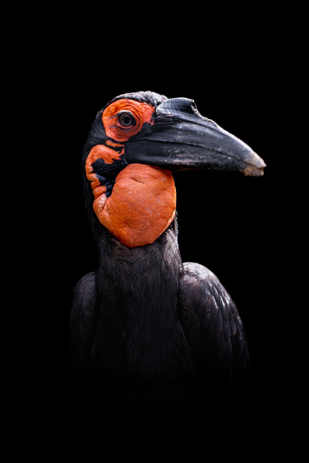 a black bird with a red beak