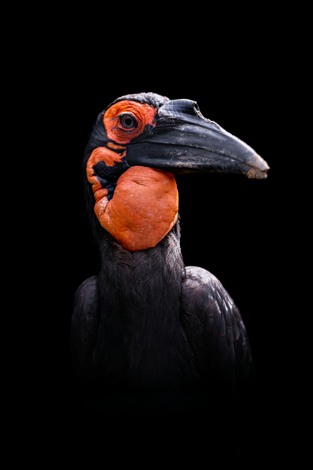 un oiseau noir au bec rouge