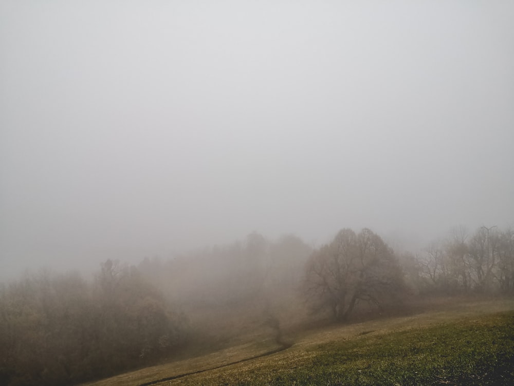 a foggy field with trees