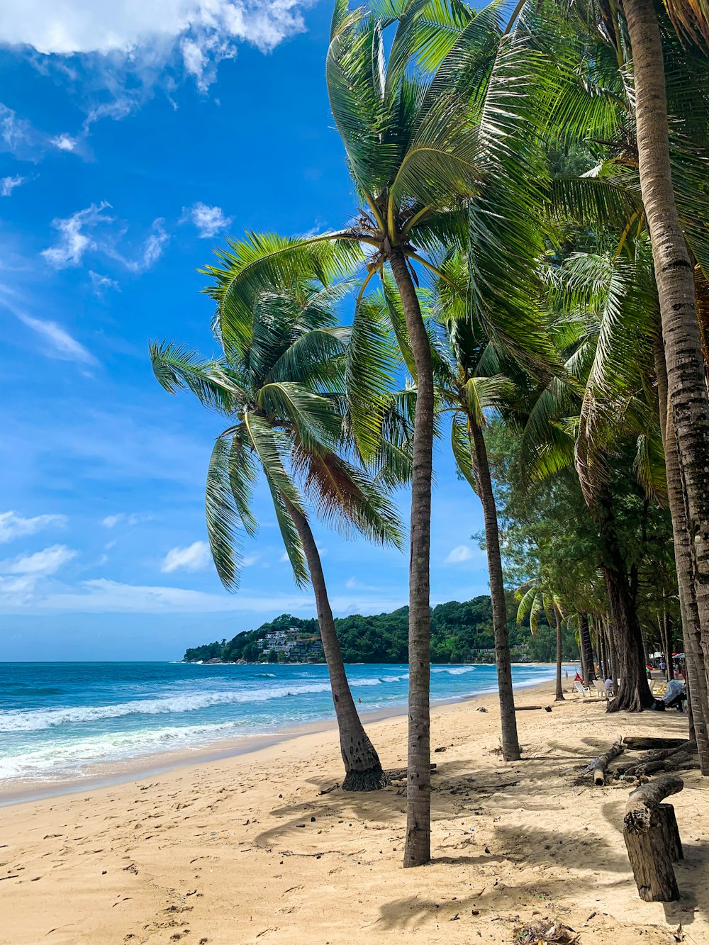 a group of palm trees on a beach