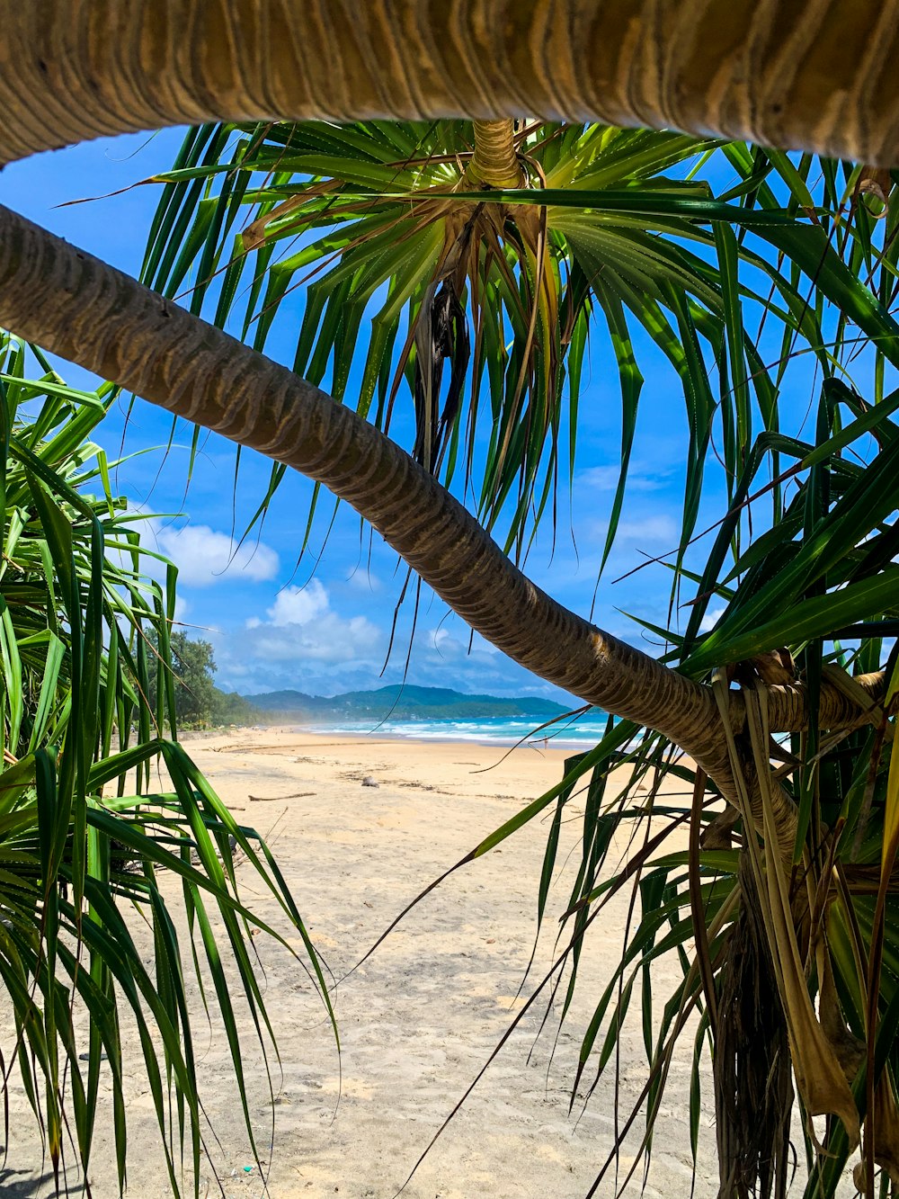 Ein tropischer Strand mit Palmen