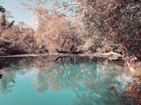 a body of water with trees around it
