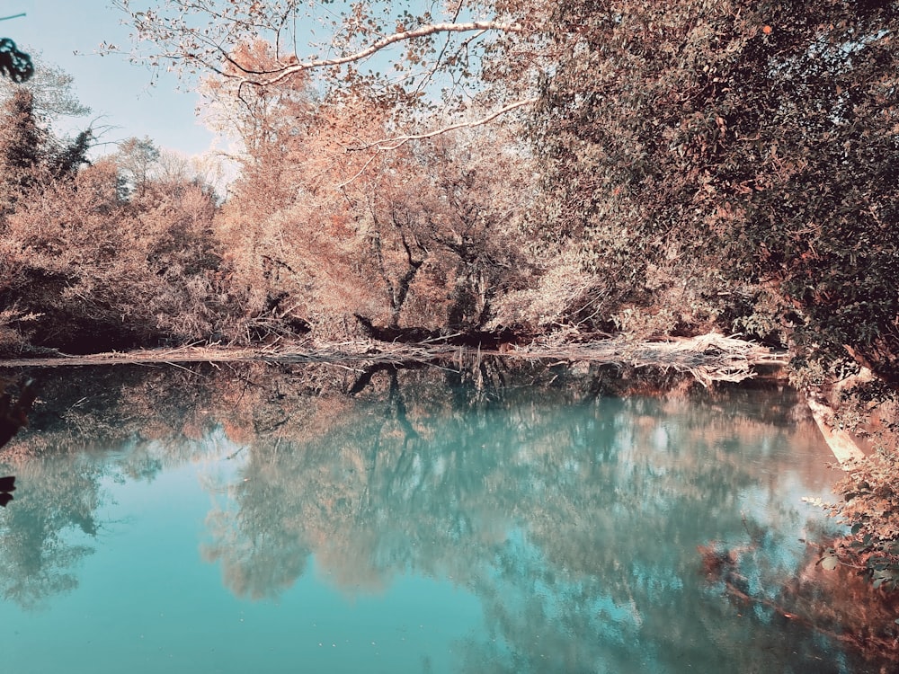 a body of water with trees around it