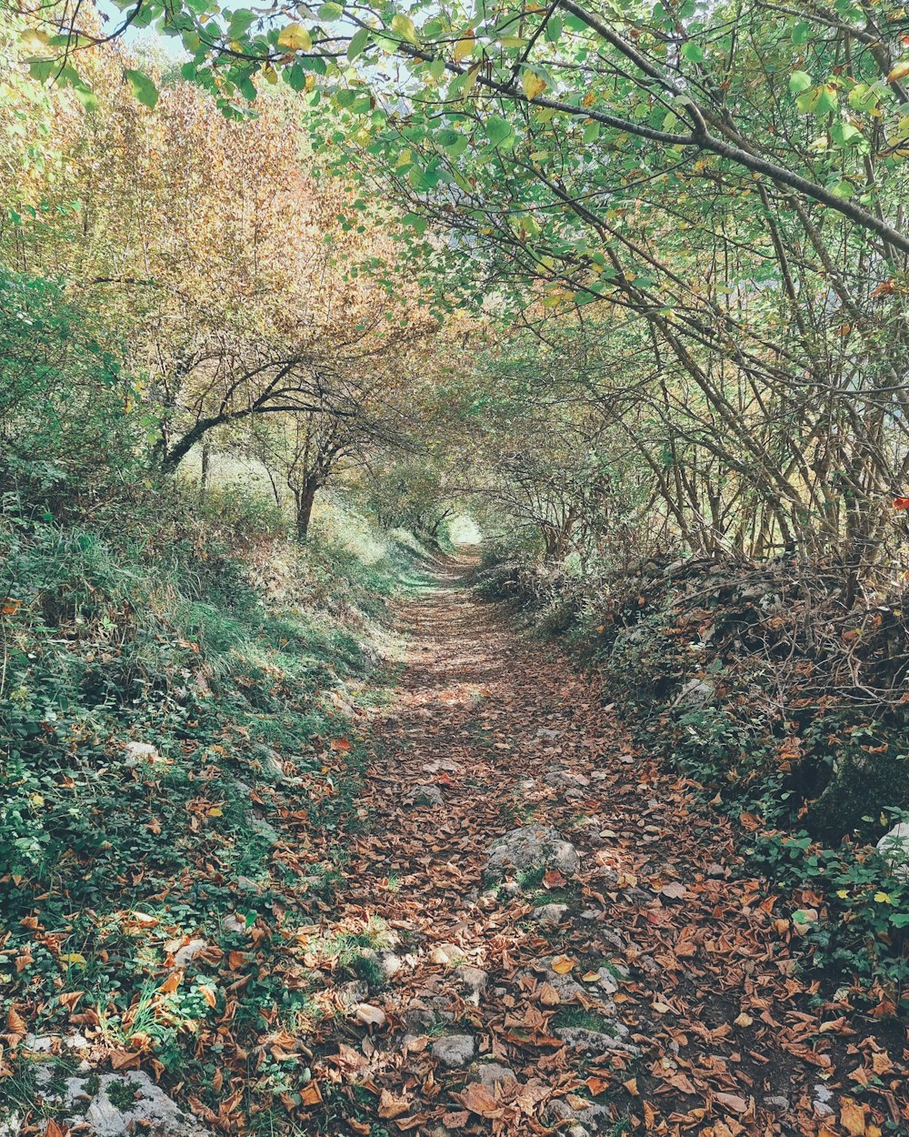 a path through a forest