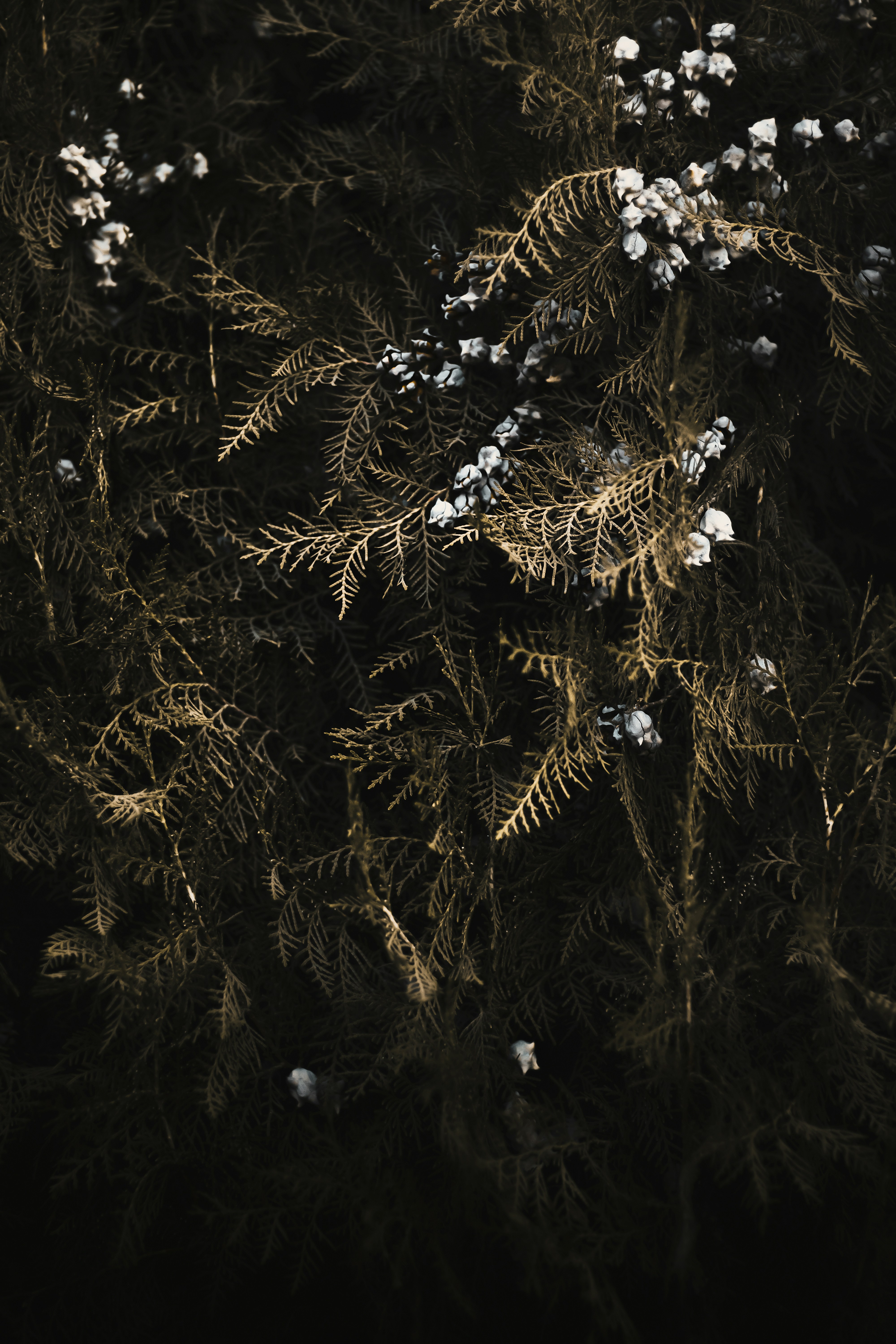 Photo by mahdibafande