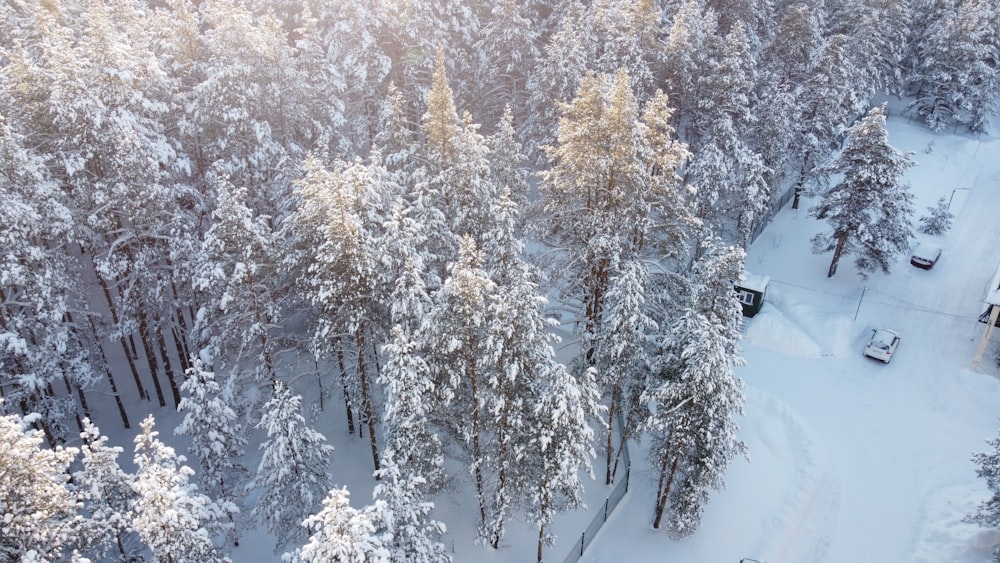 a snowy landscape with trees