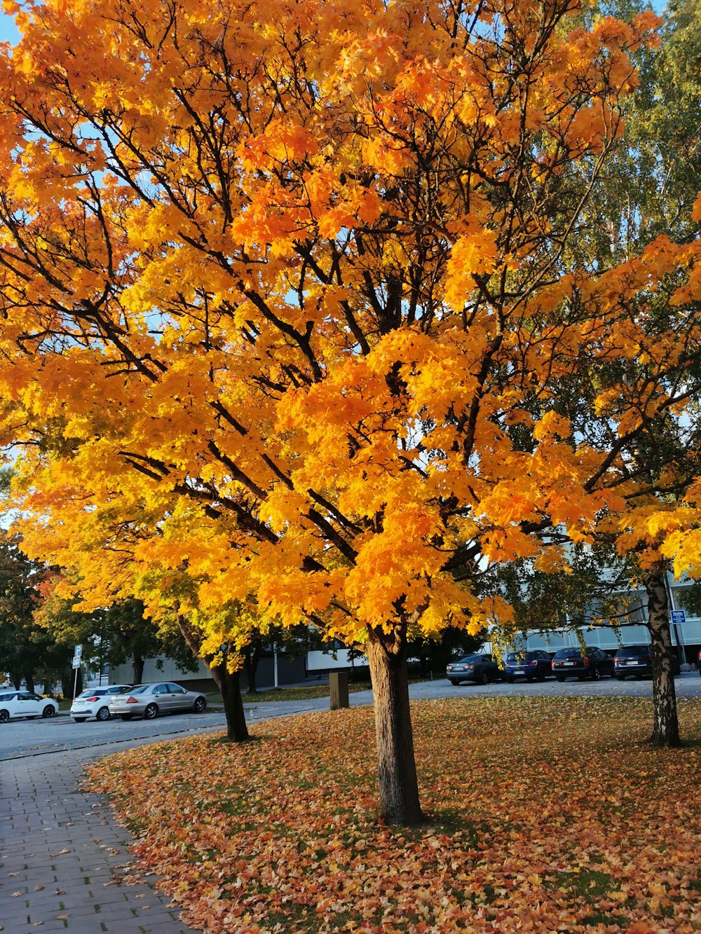 a tree with orange leaves