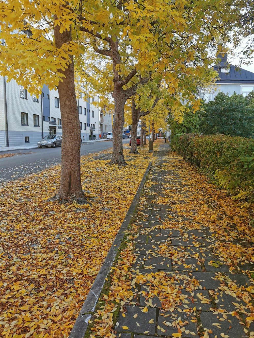 a path with trees and leaves on the ground