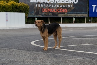 A dog stands alone on a road with a large billboard in the background. The billboard contains text and some greenery is visible around it.