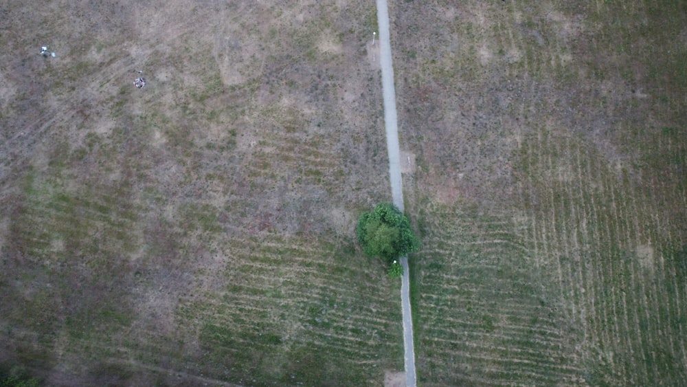 a tree in a field