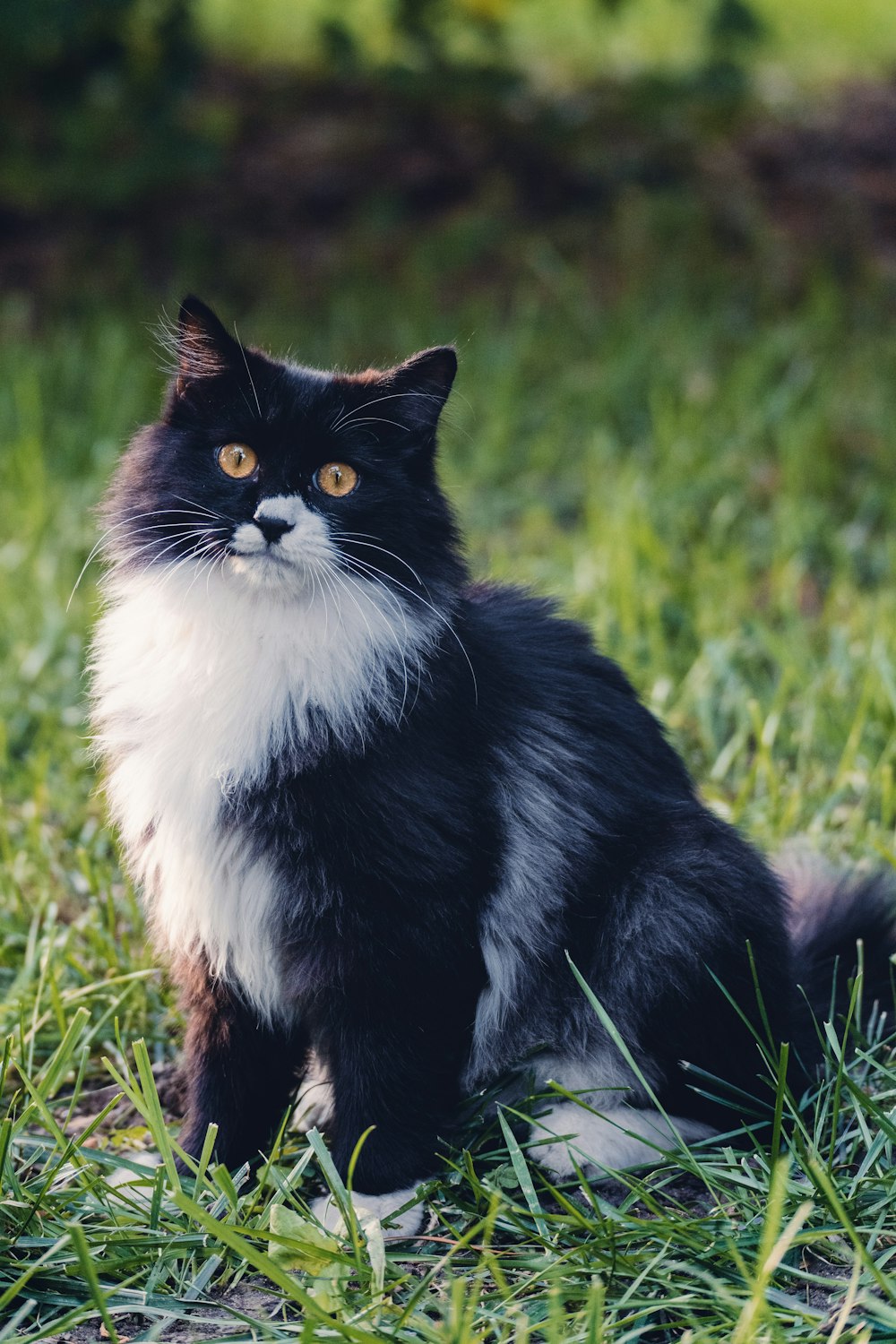 um gato preto e branco